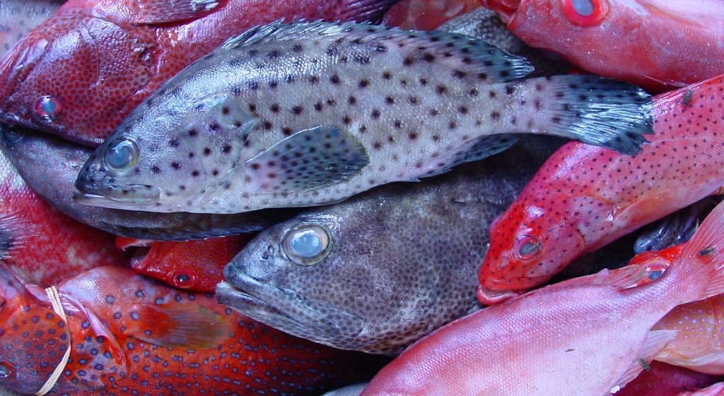 Fish & Seafood